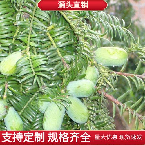 基地直销香榧种子优质的香榧林木种子量大优惠 wd-005629